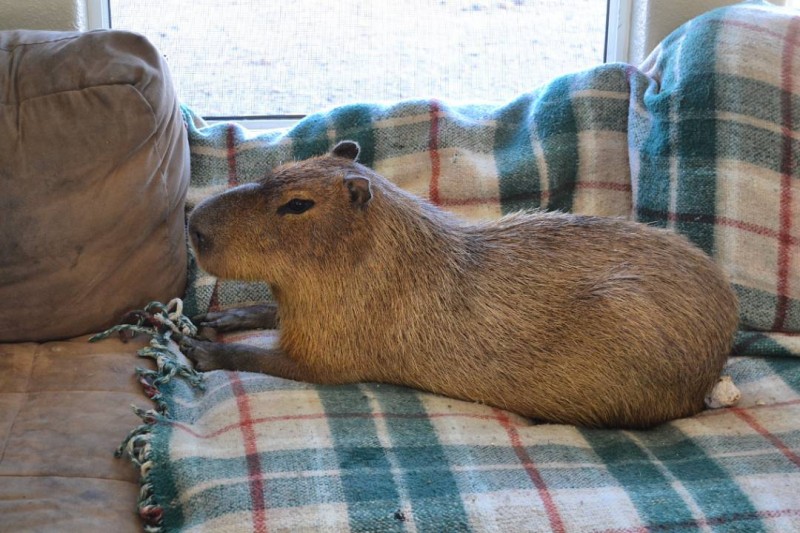 capybara-dog-friends-video 6
