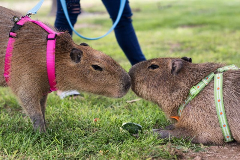capybara-dog-friends-video 7