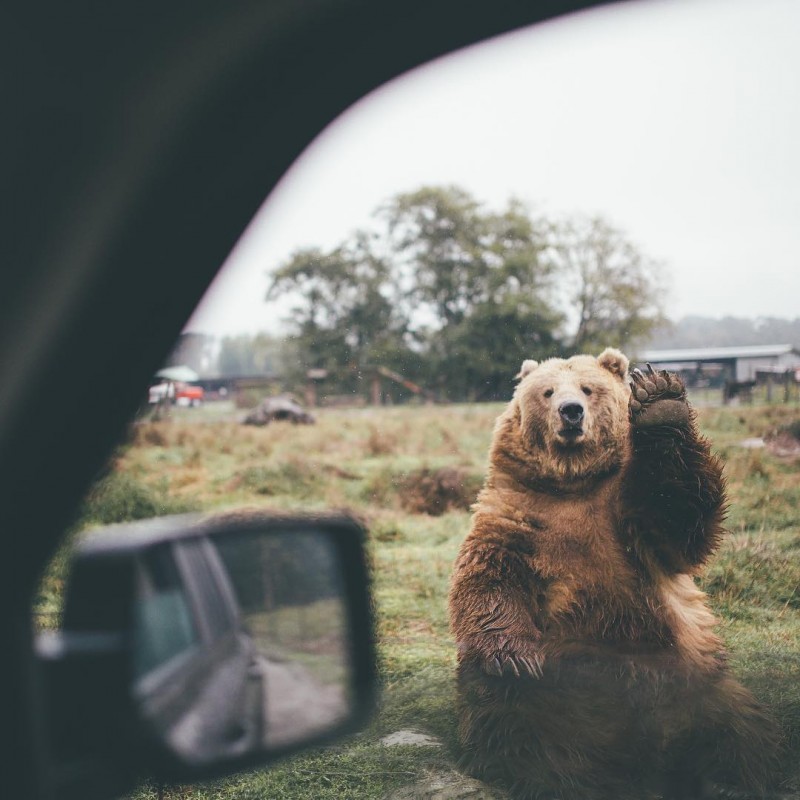 goodbye to brown bear by Dylan Furst 2