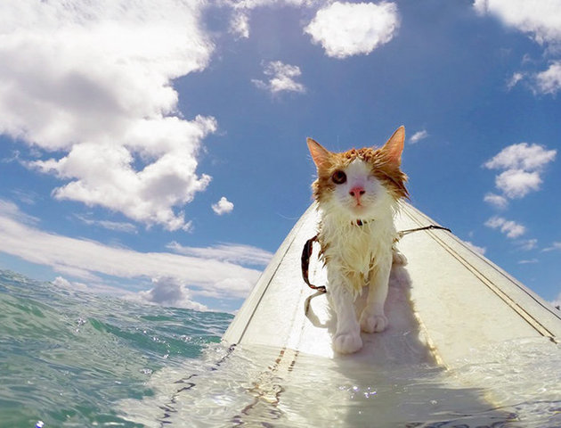 One-Eyed Kitty Swims, Surfs And Is All Around Paw-some 1