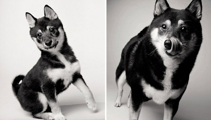寵物的青春也是稍縱即逝的：攝影師花了 20 年拍攝下這些狗狗變老的樣子 1