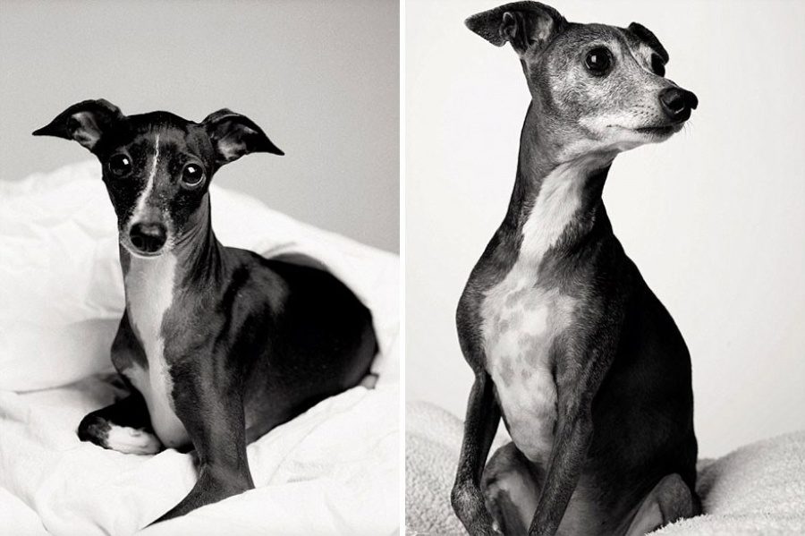 寵物的青春也是稍縱即逝的：攝影師花了 20 年拍攝下這些狗狗變老的樣子 1