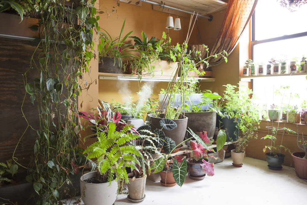 Summer Rayne Oakes, The Woman Who Keeps 500 Plants in Her Brooklyn Apartment 14