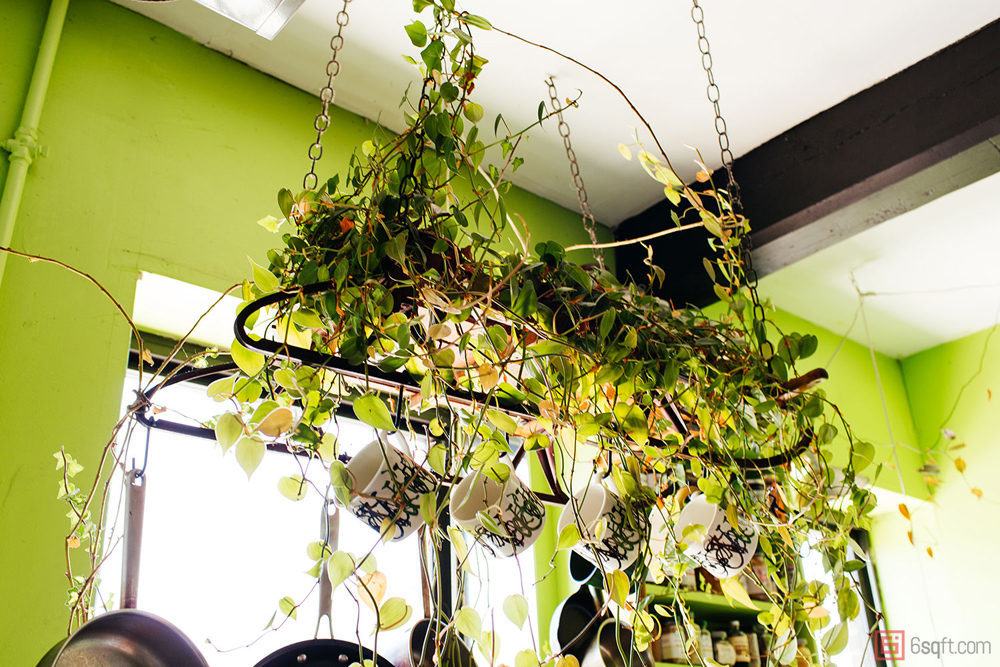 Summer Rayne Oakes, The Woman Who Keeps 500 Plants in Her Brooklyn Apartment 19