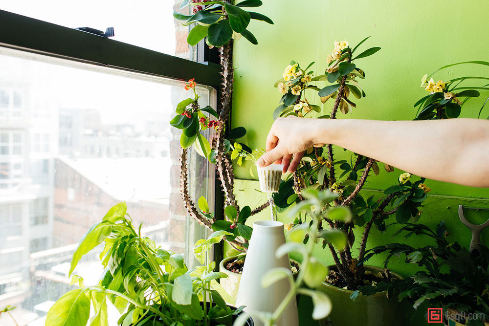 Summer Rayne Oakes, The Woman Who Keeps 500 Plants in Her Brooklyn Apartment 21