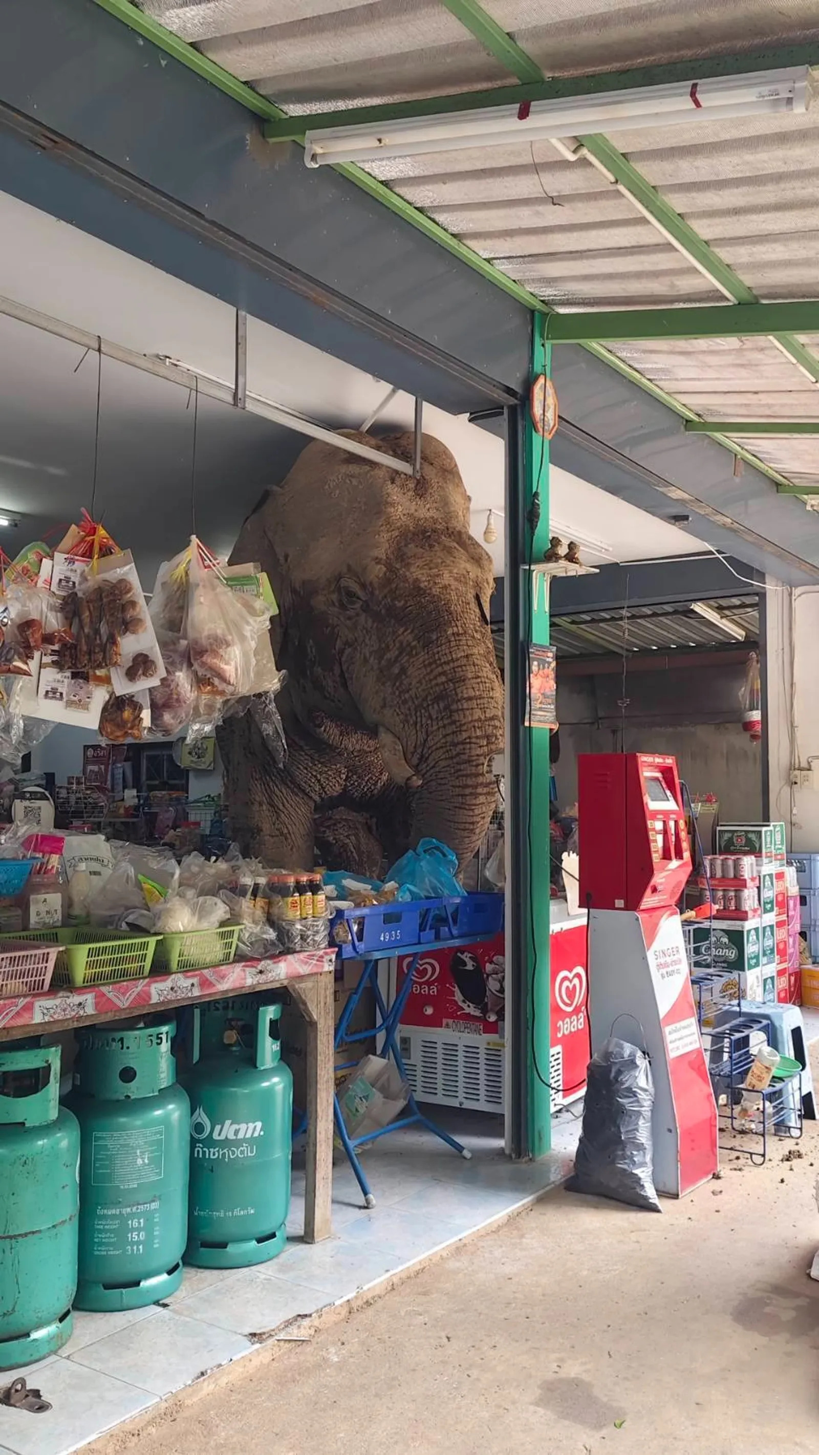 图片[2] - 泰国大象闯进杂货店偷吃零食，“犯罪”影片爆红！原来这只调皮象已经不是第一次犯案！ - 我的世界基岩版中文站 - 我的世界基岩版中文站