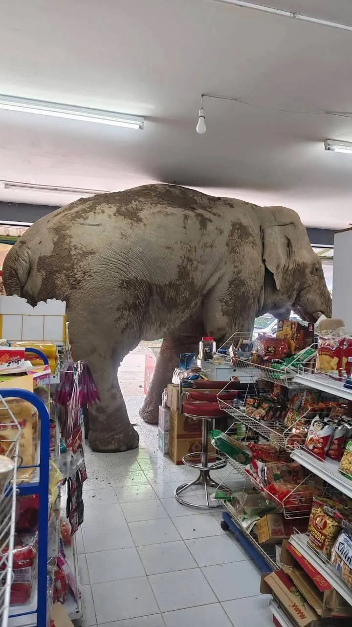 泰国大象闯进杂货店偷吃零食，“犯罪”影片爆红！原来这只调皮象已经不是第一次犯案！ - 我的世界基岩版中文站 - 我的世界基岩版中文站