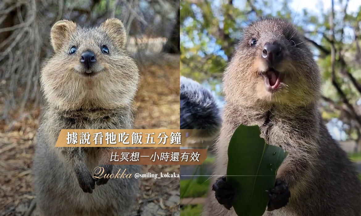 新一代ASMR 明星誕生！千萬人收看「矮袋鼠吃播」，療癒效果比冥想更有效- A Day Magazine, image size:1170x700