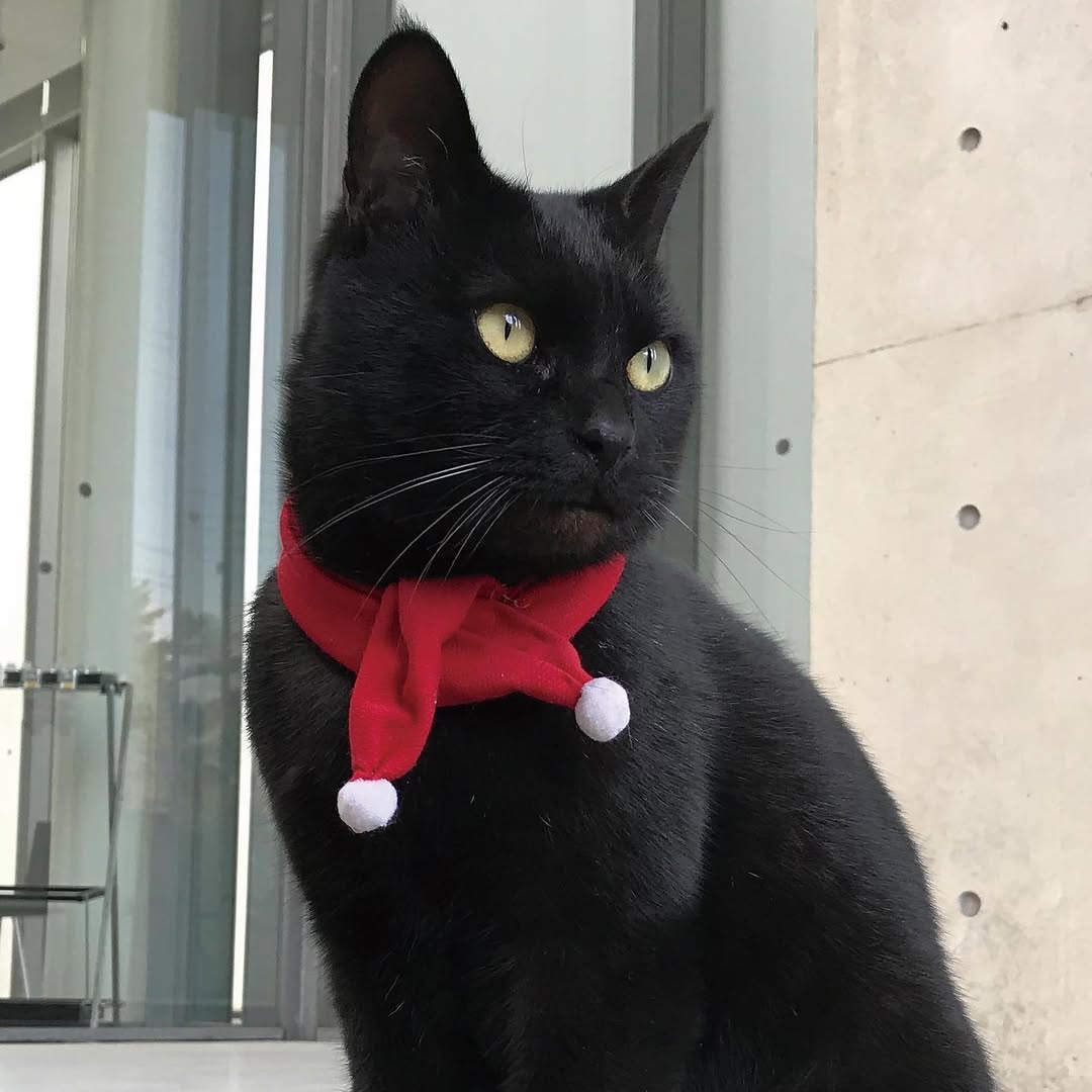 图片[12] - 日本尾道市立美术馆一场持续8年的“警卫与黑猫攻防战”！这段令人动容的故事，最终随着小黑猫安详地走完了自己的一生而结束！ - 奇趣星球报 - 奇趣星球报