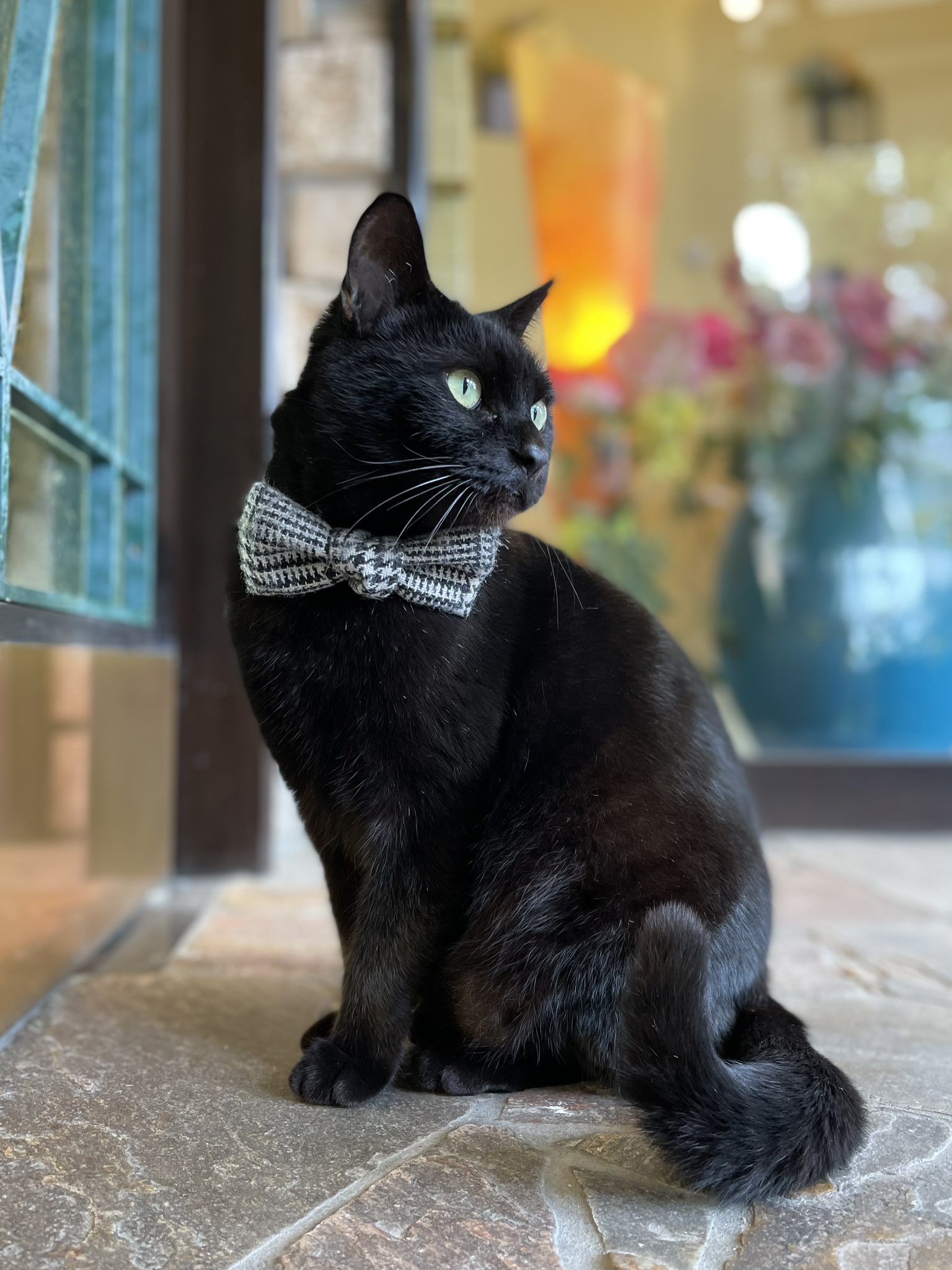 图片[16] - 日本尾道市立美术馆一场持续8年的“警卫与黑猫攻防战”！这段令人动容的故事，最终随着小黑猫安详地走完了自己的一生而结束！ - 奇趣星球报 - 奇趣星球报