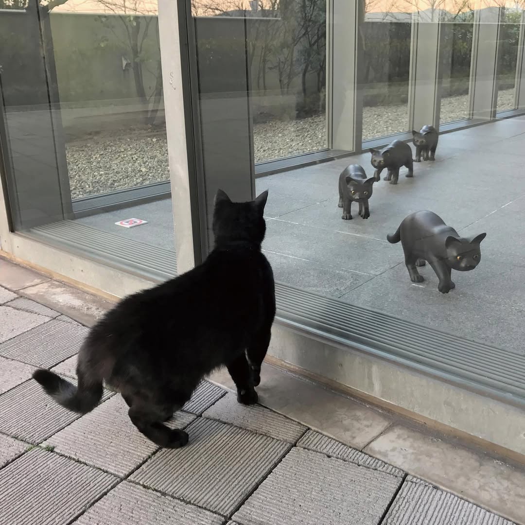 图片[6] - 日本尾道市立美术馆一场持续8年的“警卫与黑猫攻防战”！这段令人动容的故事，最终随着小黑猫安详地走完了自己的一生而结束！ - 奇趣星球报 - 奇趣星球报