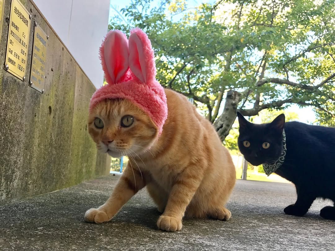 图片[11] - 日本尾道市立美术馆一场持续8年的“警卫与黑猫攻防战”！这段令人动容的故事，最终随着小黑猫安详地走完了自己的一生而结束！ - 奇趣星球报 - 奇趣星球报