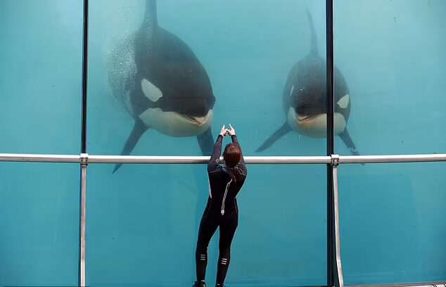 图片[6] - 法国虎鲸母子让人想到电影中真实故事！真正的仁慈，是一开始就不把动物当成娱乐！ - 奇趣星球报 - 奇趣星球报