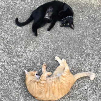 图片[2] - 日本尾道市立美术馆一场持续8年的“警卫与黑猫攻防战”！这段令人动容的故事，最终随着小黑猫安详地走完了自己的一生而结束！ - 奇趣星球报 - 奇趣星球报