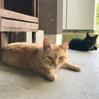 图片[3] - 日本尾道市立美术馆一场持续8年的“警卫与黑猫攻防战”！这段令人动容的故事，最终随着小黑猫安详地走完了自己的一生而结束！ - 奇趣星球报 - 奇趣星球报