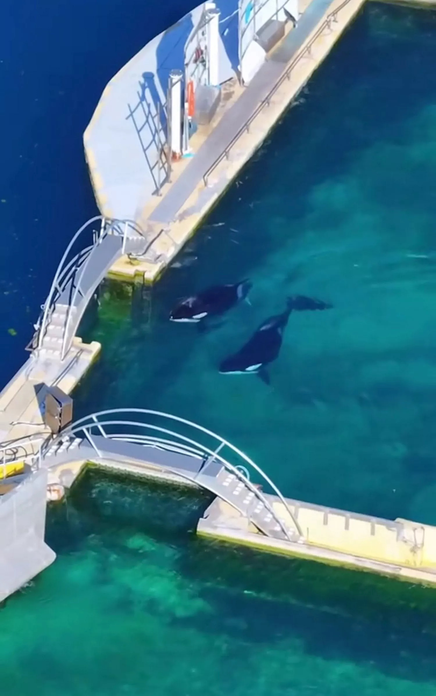 图片[3] - 法国虎鲸母子让人想到电影中真实故事！真正的仁慈，是一开始就不把动物当成娱乐！ - 奇趣星球报 - 奇趣星球报