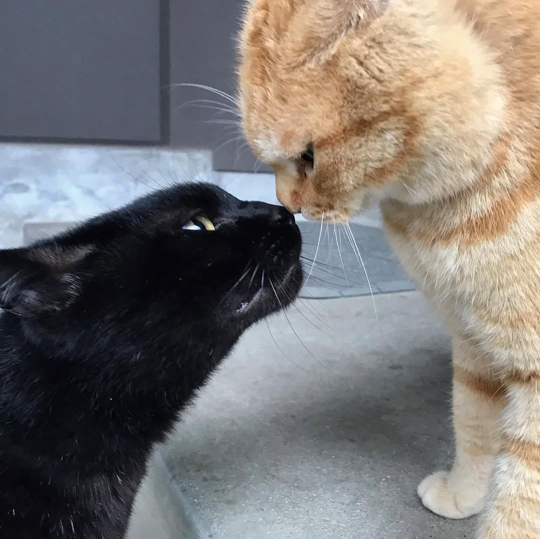 图片[4] - 日本尾道市立美术馆一场持续8年的“警卫与黑猫攻防战”！这段令人动容的故事，最终随着小黑猫安详地走完了自己的一生而结束！ - 奇趣星球报 - 奇趣星球报