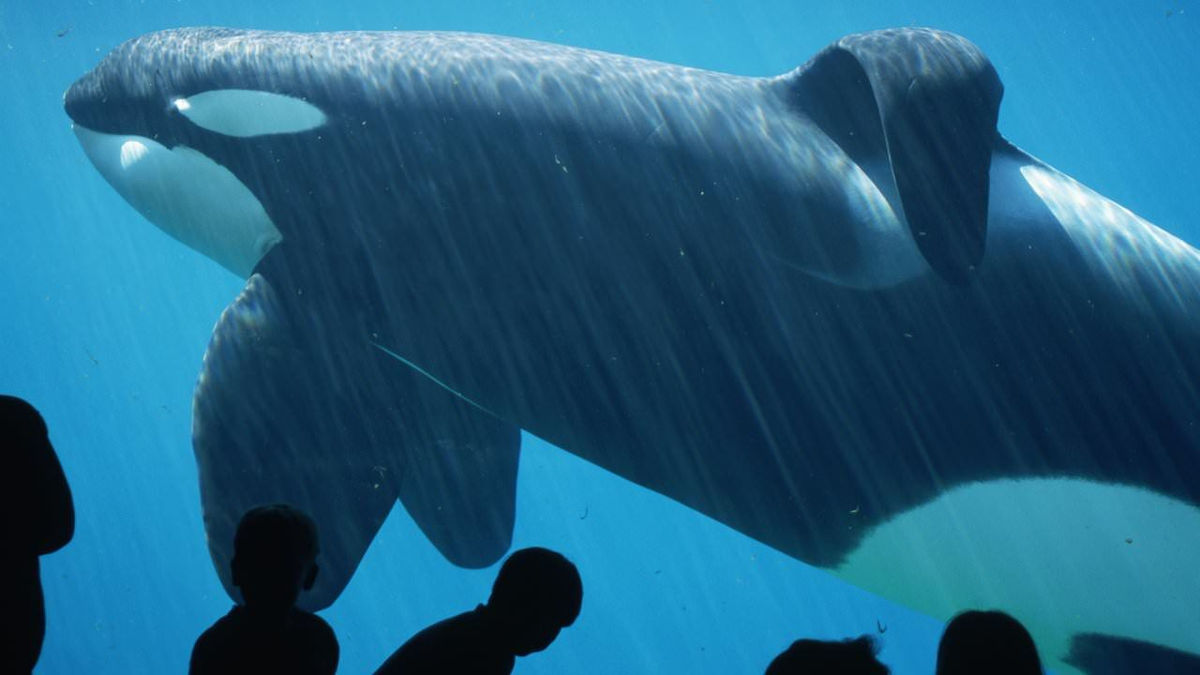 图片[7] - 法国虎鲸母子让人想到电影中真实故事！真正的仁慈，是一开始就不把动物当成娱乐！ - 奇趣星球报 - 奇趣星球报