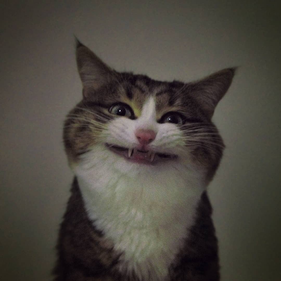 人生不如意，看可愛毛孩解百病：這隻「表情包」貓貓在社群爆紅，背後藏有一段感人故事- A Day Magazine